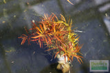 LUDWIGIA ARCUATA (Thin NEEDLE Leaf AMAZING Plant)