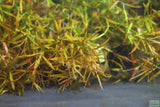 LUDWIGIA ARCUATA (Thin NEEDLE Leaf AMAZING Plant)