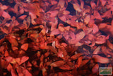 Ludwigia Inclinata_Wow Red Aquarium Plant_Red Plants_Ludigias_Ludigia Incinata
