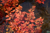 Ludwigia Inclinata_Wow Red Aquarium Plant_Red Plants_Ludigias_Ludigia Incinata