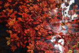 Ludwigia Inclinata_Wow Red Aquarium Plant_Red Plants_Ludigias_Ludigia Incinata