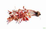 Ludwigia Inclinata_Wow Red Aquarium Plant_Red Plants_Ludigias_Ludigia Incinata