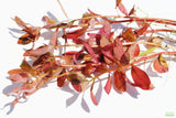 Ludwigia Inclinata_Wow Red Aquarium Plant_Red Plants_Ludigias_Ludigia Incinata