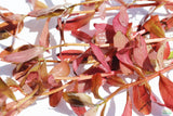 Ludwigia Inclinata (Wow Red)
