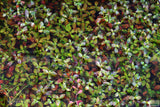 Ludwigia Repens (Absolutely Stunning Aquarium Plant)