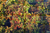 Ludwigia Repens (Absolutely Stunning Aquarium Plant)