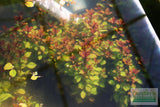 Ludwigia Repens (Absolutely Stunning Aquarium Plant)