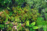 Ludwigia Repens (Absolutely Stunning Aquarium Plant)