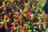 Ludwigia Repens (Absolutely Stunning Aquarium Plant)