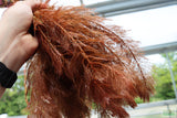 Myriophyllum matogrossense (Dark and Fluffy)