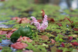 Madagascar Lace Plant (Aponogeton madagascariensis) (Small)