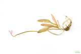 Madagascar Lace Plant (Aponogeton madagascariensis) (Small)