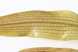 Madagascar Lace Plant (Aponogeton madagascariensis) (Small)