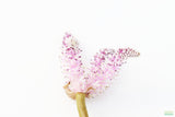 Madagascar Lace Plant (Aponogeton madagascariensis) (Small)
