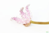 Madagascar Lace Plant (Aponogeton madagascariensis) (Small)