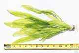 Major Sword_Echinodorus Major_Ruffled Swords_Aquarium Plant_Aquarium Plants_Planted Aquarium_Aquarium Plants For Sale