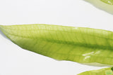 Major Sword_Echinodorus Major_Ruffled Swords_Aquarium Plant_Aquarium Plants_Planted Aquarium_Aquarium Plants For Sale