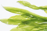 Major Sword_Echinodorus Major_Ruffled Swords_Aquarium Plant_Aquarium Plants_Planted Aquarium_Aquarium Plants For Sale