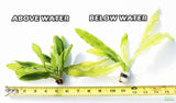 "Major" Sword (Echinodorus Major)  Ruffled Swords! (6-7 inches tall)