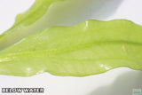 "Major" Sword (Echinodorus Major)  Ruffled Swords! (6-7 inches tall)