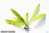 "Major" Sword (Echinodorus Major)  Ruffled Swords! (6-7 inches tall)