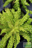 Pogostemon Helferi_Aquarium plant for sale_Aquarium plants for sale