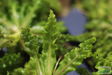 Pogostemon Helferi_Aquarium plant for sale_Aquarium plants for sale