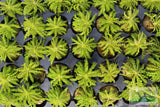 Pogostemon Helferi_Aquarium plant for sale_Aquarium plants for sale