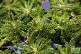 Pogostemon Helferi_Aquarium plant for sale_Aquarium plants for sale