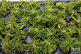 Pogostemon Helferi_Aquarium plant for sale_Aquarium plants for sale