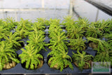 Pogostemon Helferi_Aquarium plant for sale_Aquarium plants for sale