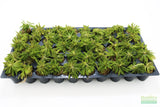 Pogostemon Helferi_Aquarium plant for sale_Aquarium plants for sale