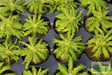 Pogostemon Helferi_Aquarium plant for sale_Aquarium plants for sale