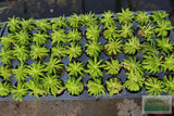 Pogostemon Helferi_Aquarium plant for sale_Aquarium plants for sale