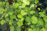 Pennywort. Hydrocotyle leucocephala (Pennywort)