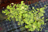 Pennywort. Hydrocotyle leucocephala (Pennywort)