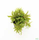 Pogostemon helferi AKA Dr Seuss Plant (Downoi) SALE