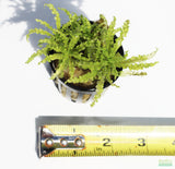 POGOSTEMON HELFERI AKA DR. SEUSS PLANT DOWNOI_Aquarium Plant for sale_Aquarium plants for sale