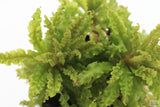 Pogostemon helferi AKA Dr Seuss Plant (Downoi) SALE