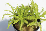 POGOSTEMON HELFERI AKA DR. SEUSS PLANT DOWNOI_Aquarium Plant for sale_Aquarium plants for sale