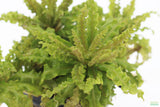 Pogostemon helferi AKA Dr Seuss Plant (Downoi) SALE