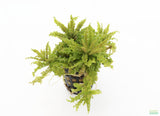 Pogostemon helferi AKA Dr Seuss Plant (Downoi) SALE
