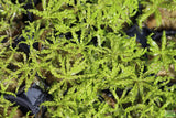 Pogostemon Helferi_Aquarium plant for sale_Aquarium plants for sale