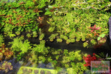 Pogostemon Helferi_Aquarium plant for sale_Aquarium plants for sale