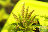 Pogostemon Helferi_Aquarium plant for sale_Aquarium plants for sale