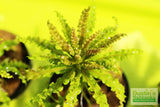 Pogostemon Helferi_Aquarium plant for sale_Aquarium plants for sale