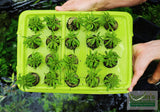 Pogostemon Helferi_Aquarium plant for sale_Aquarium plants for sale