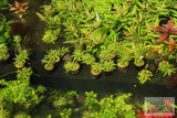 Pogostemon Helferi_Aquarium plant for sale_Aquarium plants for sale