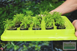 Pogostemon Helferi_Aquarium plant for sale_Aquarium plants for sale