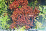 Rotala H'ra